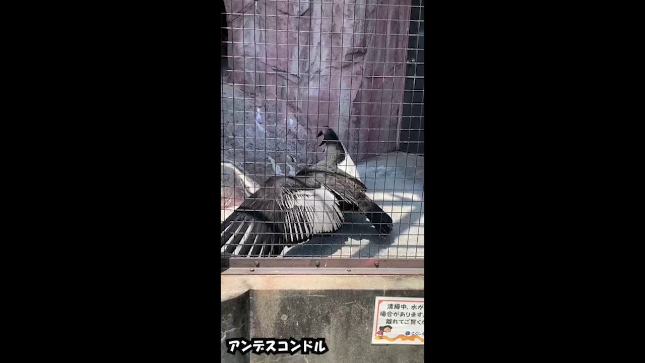 休園中のとくしま動物園北島建設の森 翼を広げたアンデスコンドルたち Youtube