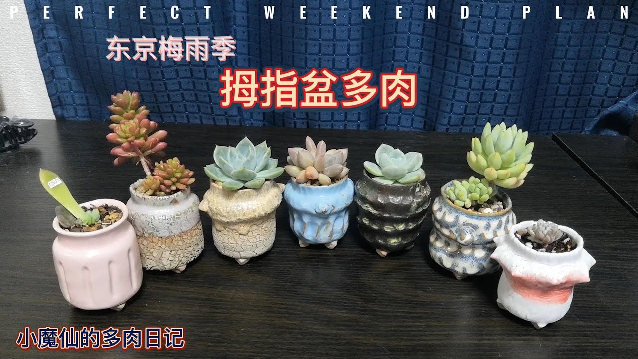 东京梅雨季的拇指盆多肉 看盆还是看肉 Youtube