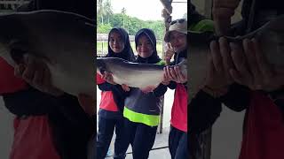 Strike Patin Monster #patin #matapancing #narai