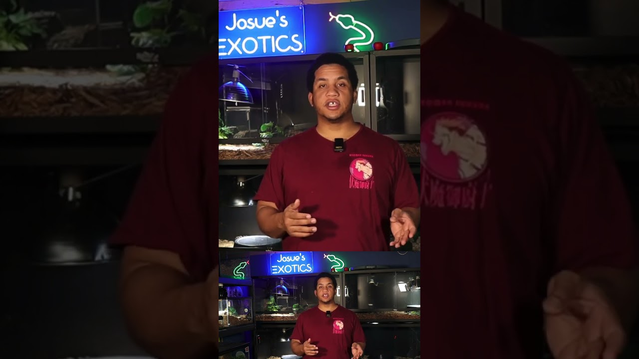 Что опаснее: ядовитые змеи или душители? Часть 3