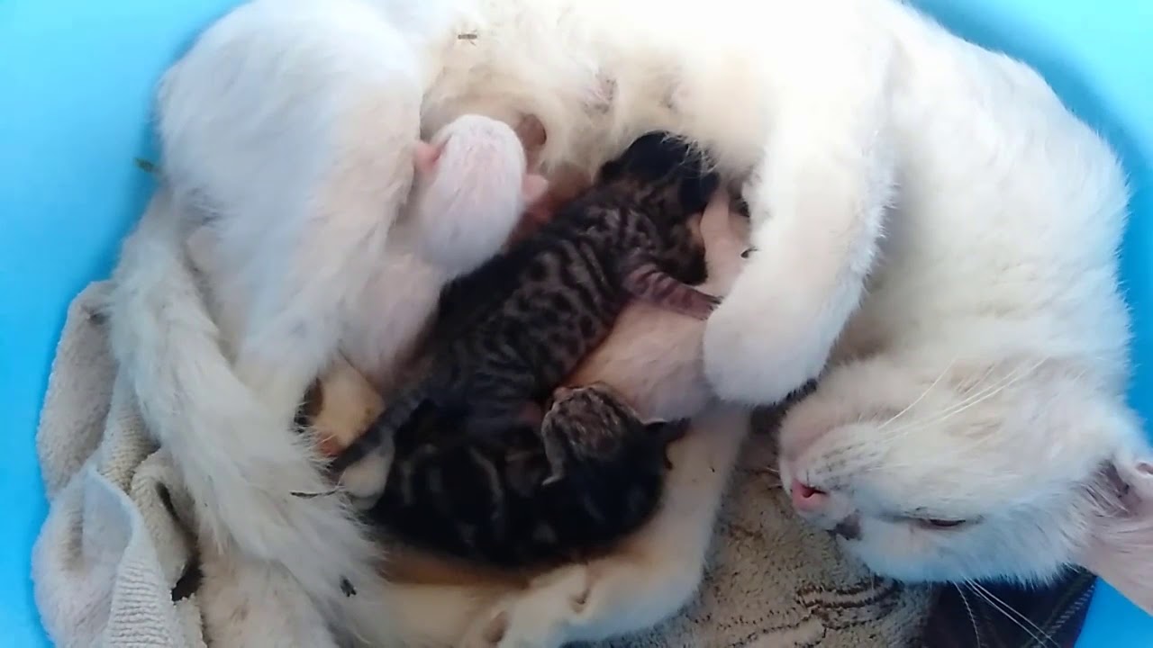 OMG Mom Cat Feeding Her Kittens After Born So Cute Kittens YouTube