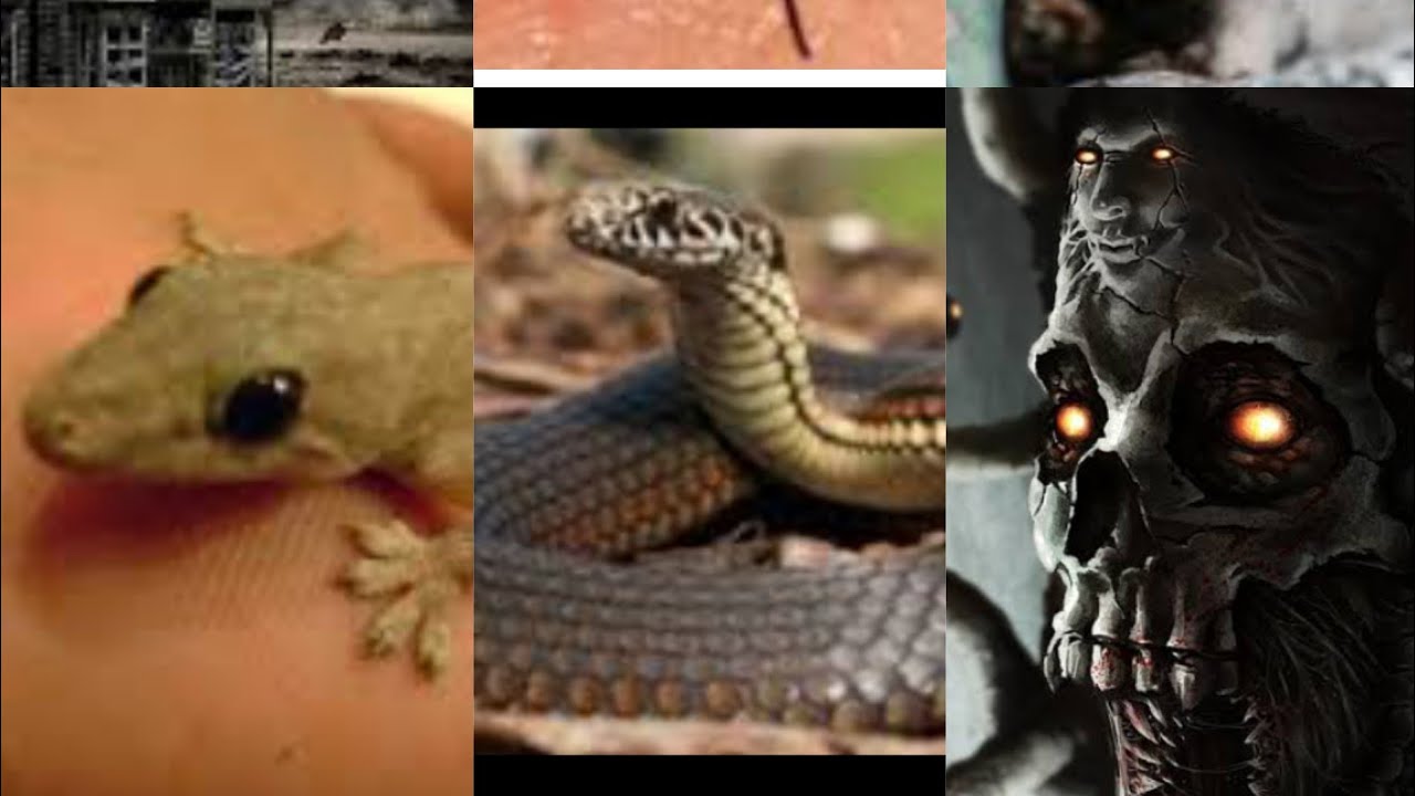 5 HEWAN JELMAAN JIN DAN SYETAN YANG WAJIB DIBUNUH DALAM ISLAM - YouTube