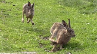 Brown Hares - Lepus Europaeus