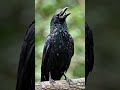 corvo crow singing #animals #birds