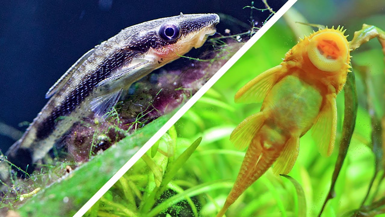 10 of The Best Algae Eaters For Your Aquarium 