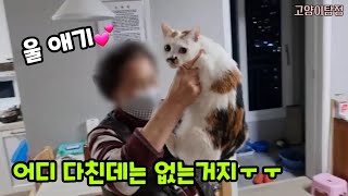 집에 손님이 왔는데 현관문을 열어놓고 나갔어요[고양이탐정] by 고양이탐정TV 19,571 views 2 years ago 5 minutes, 4 seconds