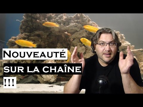 Vidéo: Comment Garder Les Cichlidés Africains