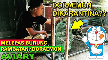 rilis burung rambatan doraemon di Kandang Aviary Mini sederhana langsung  adaptasi dan mencari makan