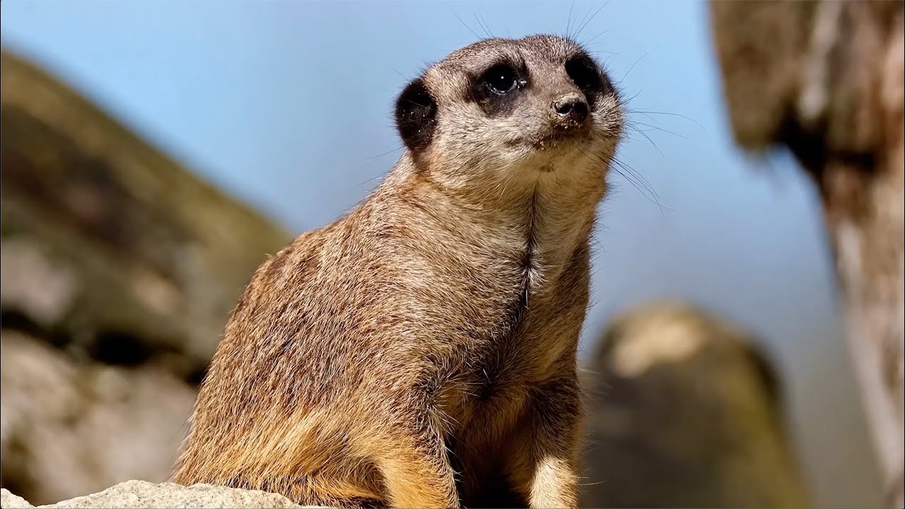 Miracle Blood - Keep It Connected (You Animal)