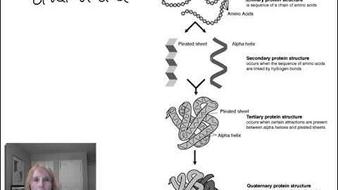Protein structure and function - part 1