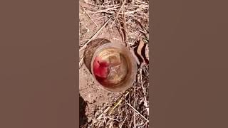 The Power Of sandawana