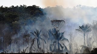 Déforestation en Amazonie : 2020, la pire année depuis 12 ans