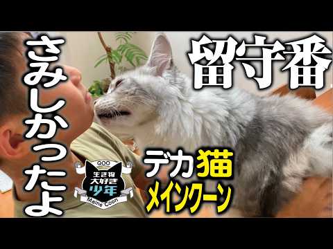 【メインクーン】留守番中の大型猫の様子/ペットシッターにお任せした3日間