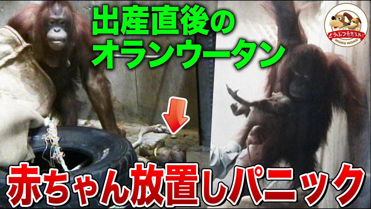 First Ever Orangutan Birth at Asahiyama Zoo! But the Mother Panics