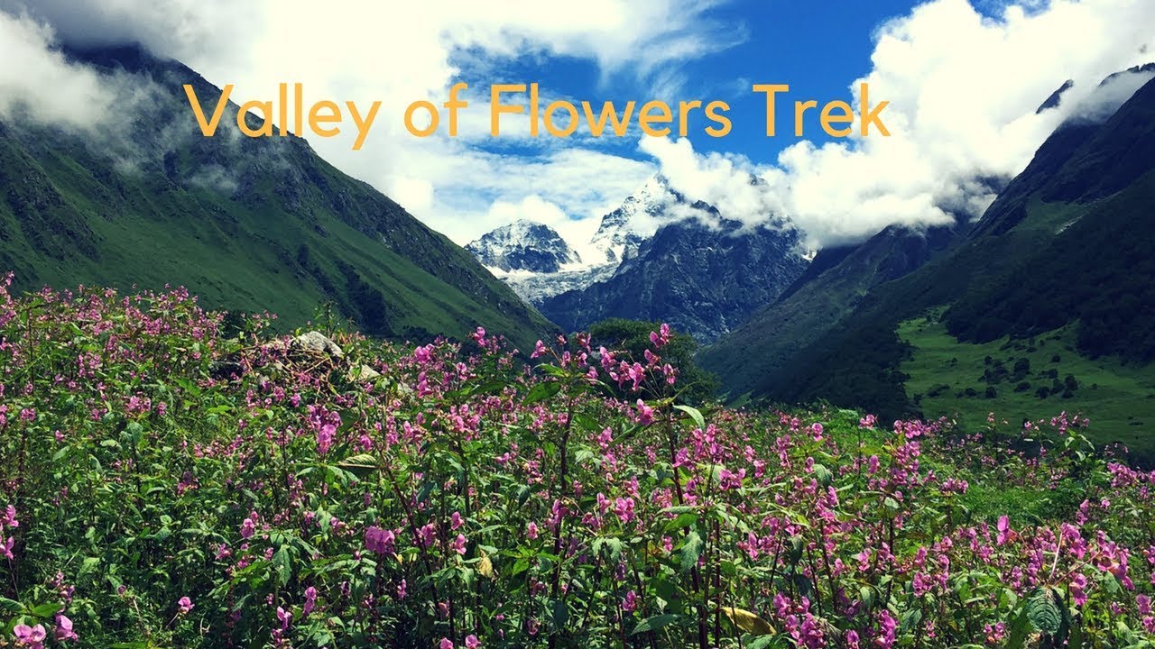 indiahikes valley of flowers trek