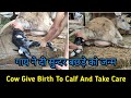 Cow Giving Birth To Calf with the Help of Man and Taking Care | गाय ने दी बछड़ेको जन्म | All In One