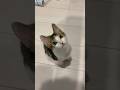 言葉を理解してお返事する生後3ヶ月の子猫 #子ネコ #子猫の成長動画 #野良猫から家猫へ
