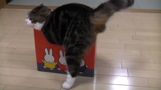 いろいろな小さ過ぎる箱とねこ。 - Many Too Small Boxes And Maru. - Resimi