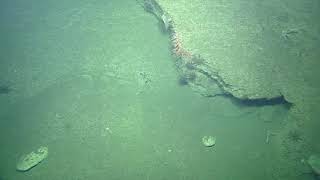 Rov Hercules Dive Na116-H1791-20191006T0141Utc-105