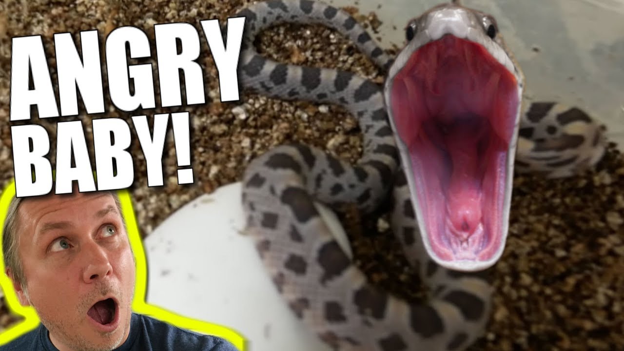 vlogs in spanish MEANEST TINY BABY SNAKE HATCHED!! SO CRANKY!!! | BRIAN BARCZYK