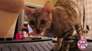 Snow Bengal Cat Hides Her Toy by Bonnie & Isla Bengal Twins 62 views 1 year ago 3 minutes, 17 seconds