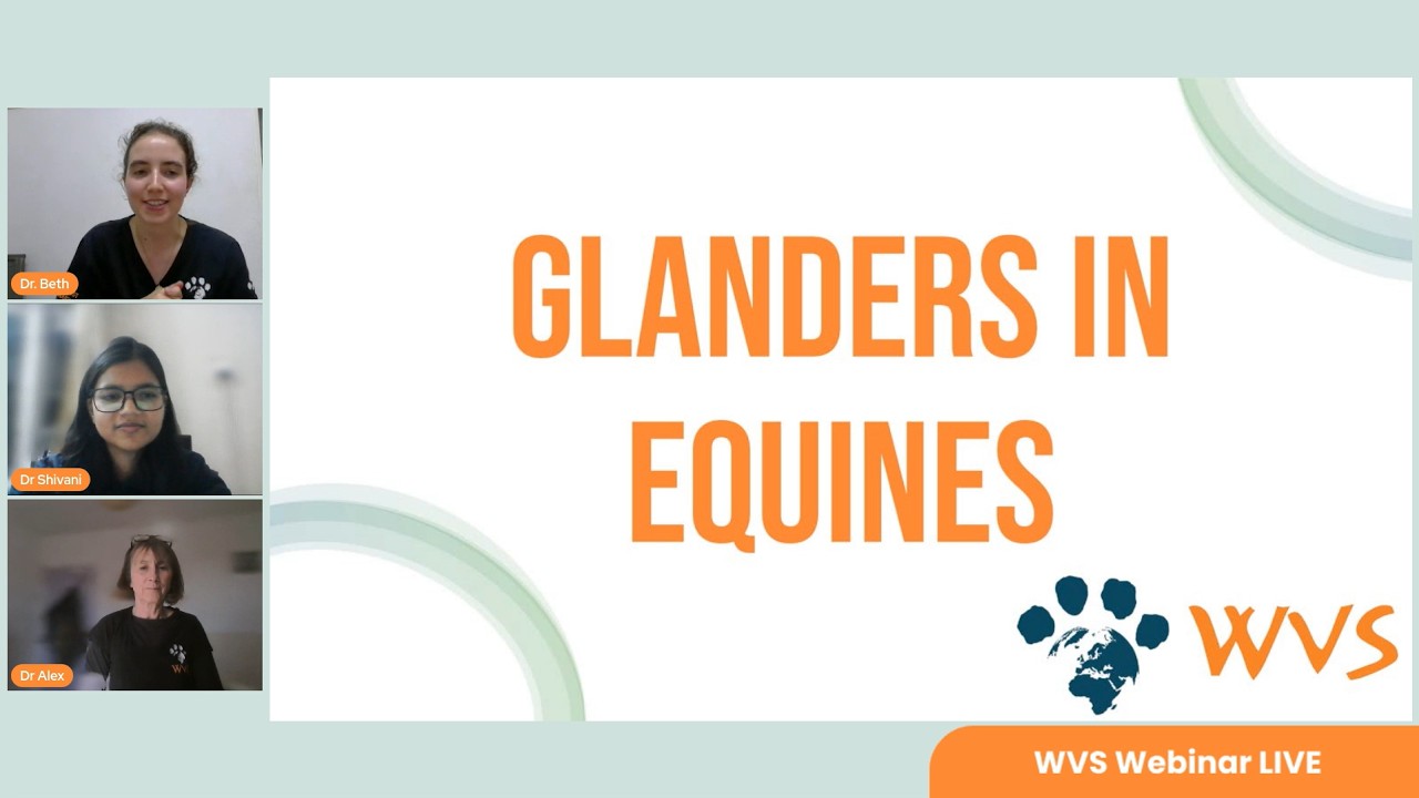 Glanders Disease in Horses