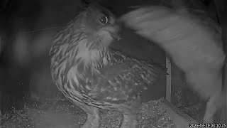 Überraschung! Neue Aktivitäten im Uhu-Nistkasten