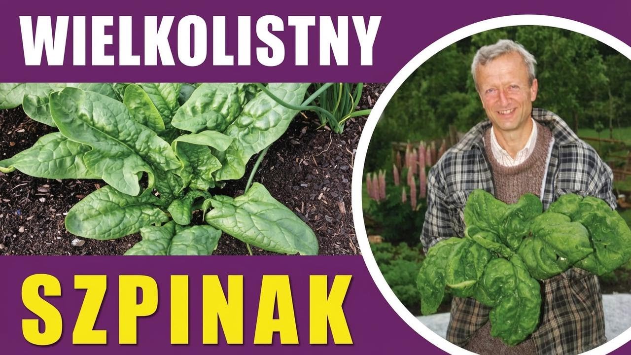 Jak uprawiać szpinak — najlepsze terminy siewu, odmiany i metoda bez przekopywania