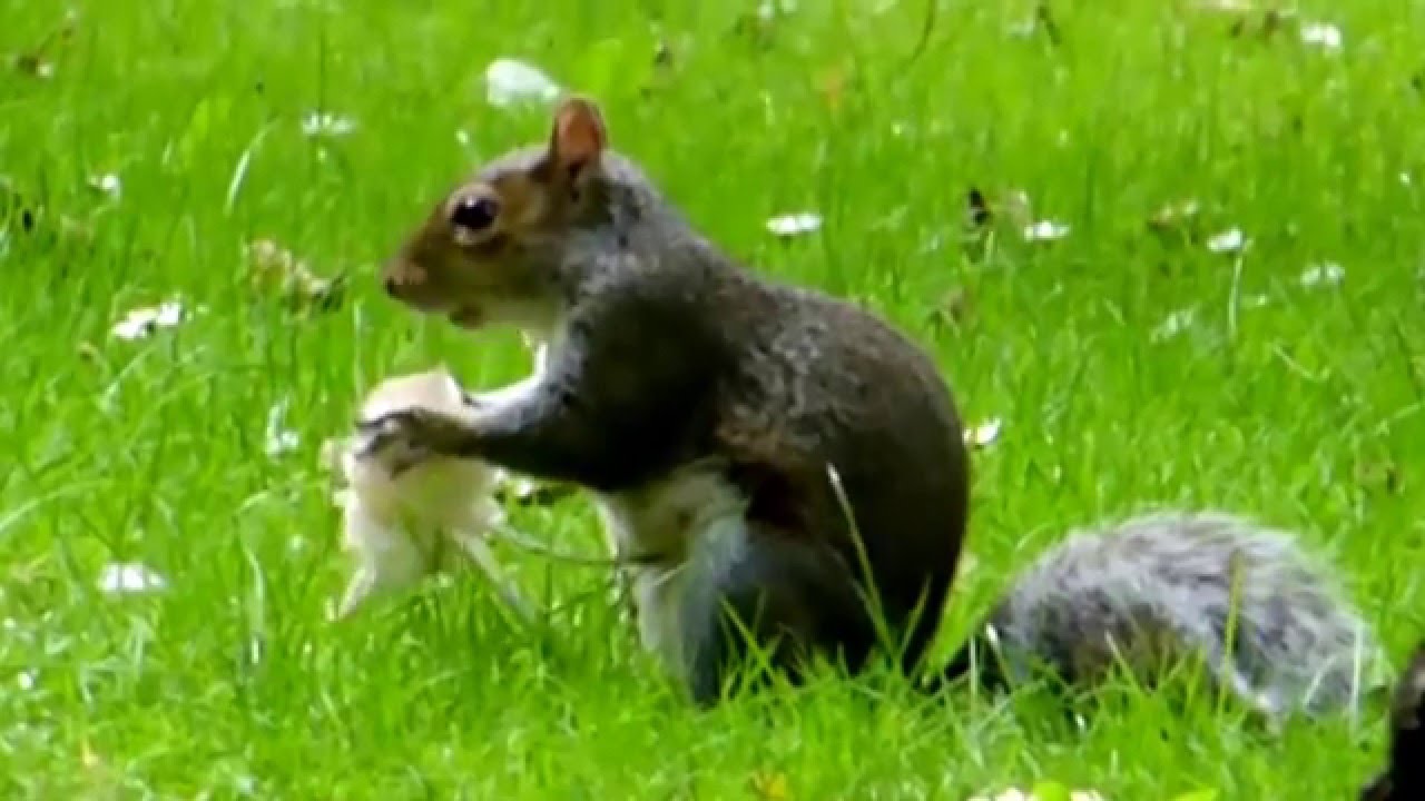 Белка ест грибы. - YouTube