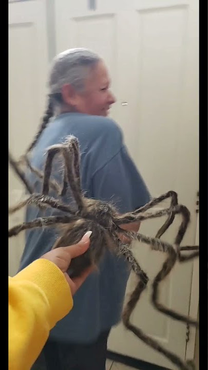 Scaring my mom with a HUGE spider🕷️