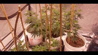ScareGrow 420 Day 10 of flower using CO2 from The Enhancer by TNB Naturals #tnbnaturals #tnb