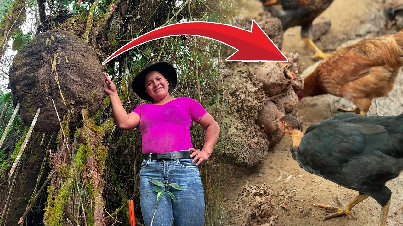 Cargué un COMEJÉN GIGANTE por 45 MINUTOS para mis gallinas… ¡Casi me aplasta! 😱