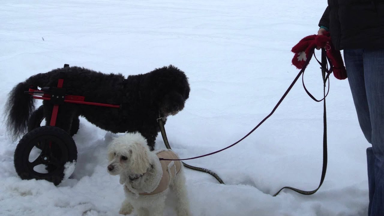 Beau's Wheels – A Senior Dog's Journey With His Wheelchair ...