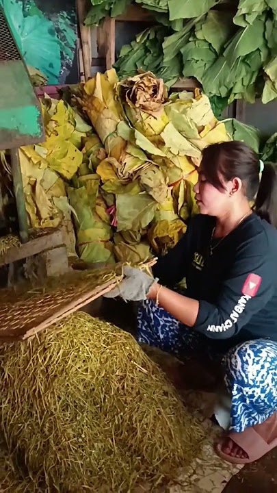 Download lagu Processing Chopped Beneng Taro Leaves into a Tobacco Alternative