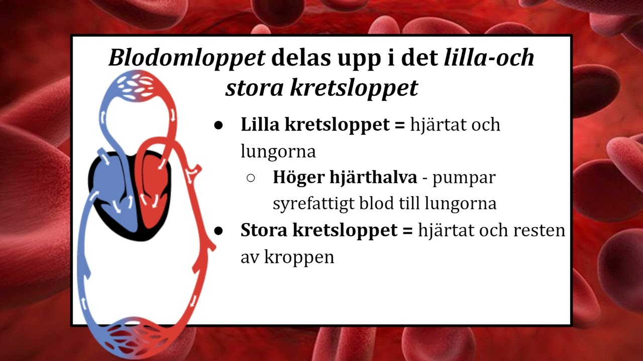 Lektion 3 DEL 1 - Cirkulationssystemet