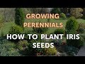 How to Plant Iris Seeds