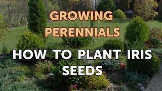 How to Plant Iris Seeds