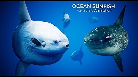 UE4 Ocean Sunfish Trailer
