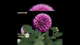 الزهور الراقصهDancing flowers