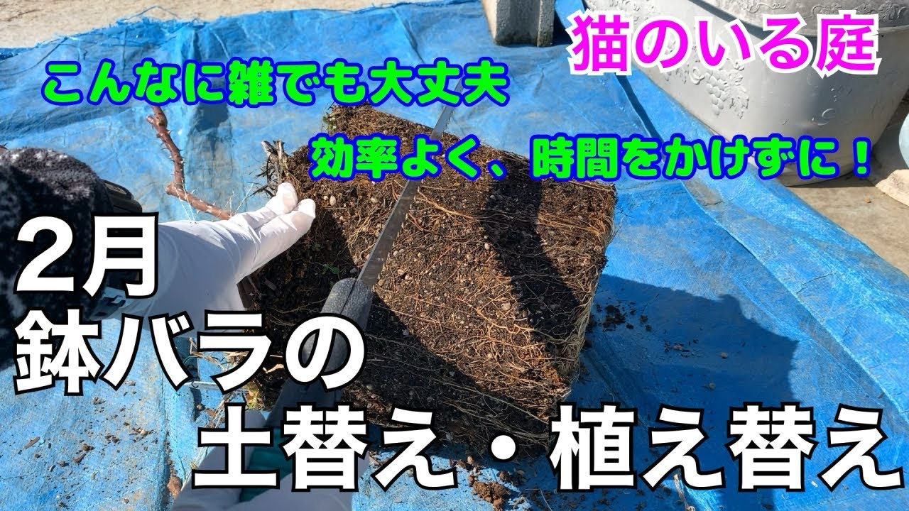 猫のいる庭 2月 鉢バラの土替え 植え替え 効率よく 時間を掛けずに Youtube 猫のいる庭 2月 鉢バラの土替え 植え替え 効率よく 時間を掛けずに Youtube