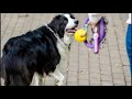 Дрессировка собак с помощью кликера