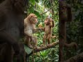 Monkey Comedy Dance 😂🐒 | “मैं मंकी हूँ रे” Full Video 🎵 #shorts #viral #animatedstory #aivideo