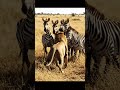 #animalshorts #animals #popularshorts #zoo #zebra #loinoigoivang #childrens #funniestvideo #jangal