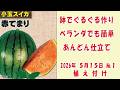 甘〜い #小玉スイカ 🍉【赤てまり】No1植え付け/鉢でぐるぐる作りベランダでも簡単あんどん仕立て　#家庭菜園　2026年5月14日