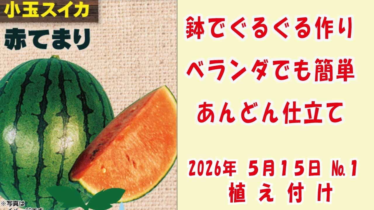 甘〜い #小玉スイカ 🍉【赤てまり】No1植え付け/鉢でぐるぐる作り