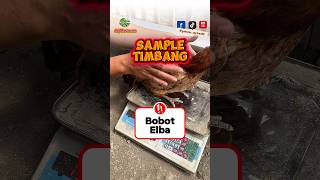 Sample timbang bobot Elba di kandang kamj