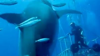 BIGGEST GREAT WHITE SHARK EVER FILMED