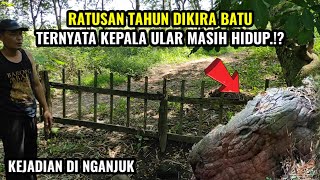 kejadian di nganjuk.!ratusan tahun dikira batu ternyata kepala ular.!?