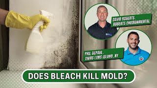 Does Bleach Kill Mold? Content