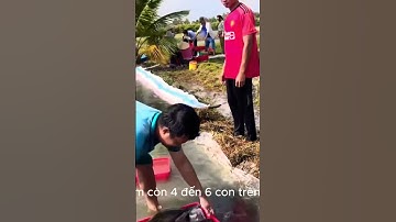 Nuôi Cá Bống Tượng Trong Bể Xi Măng - Bí Quyết Làm Giàu